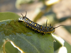 Danaus
