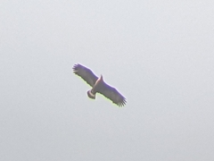 Haliaeetus leucoryphus