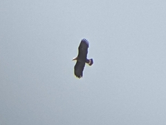 Haliaeetus leucoryphus