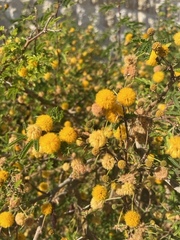 Vachellia farnesiana