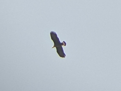 Haliaeetus leucoryphus