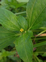 Synedrella nodiflora