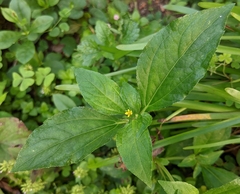 Synedrella nodiflora