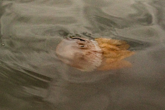 Catostylus tagi