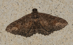 Eucymatoge scotodes