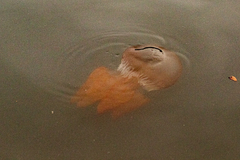 Catostylus tagi
