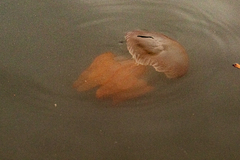 Catostylus tagi