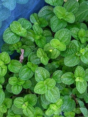 Pilea nummulariifolia