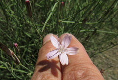 Stephanomeria tenuifolia