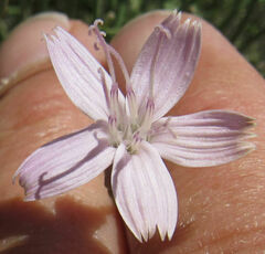 Stephanomeria tenuifolia
