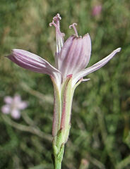 Stephanomeria tenuifolia