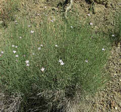 Stephanomeria tenuifolia
