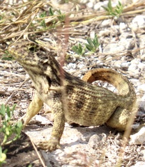 Leiocephalus carinatus