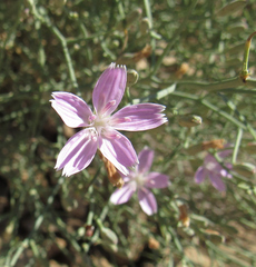 Stephanomeria tenuifolia