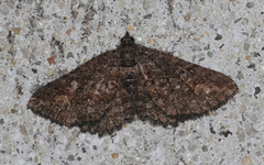 Eucymatoge scotodes