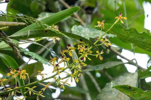 Prosthechea sceptra, photograph 6