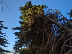 Cupressus macrocarpa