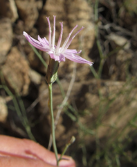 Stephanomeria tenuifolia