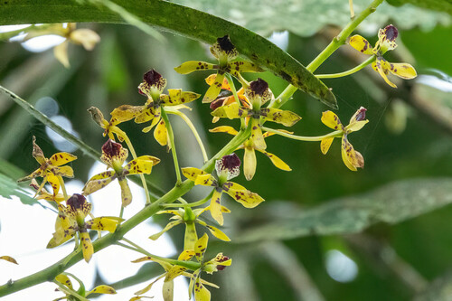 Prosthechea sceptra, photograph 5