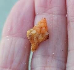 Vokesinotus perrugatus