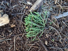 Cupressus macrocarpa