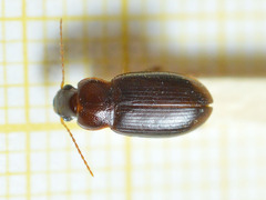 Metophonus