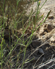 Stephanomeria tenuifolia