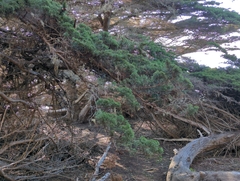 Cupressus macrocarpa