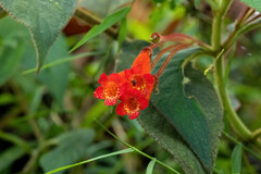 Kohleria trianae