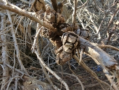 Cupressus macrocarpa