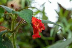 Kohleria trianae