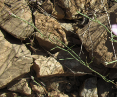 Stephanomeria tenuifolia