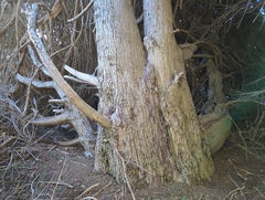 Cupressus macrocarpa