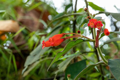Kohleria trianae