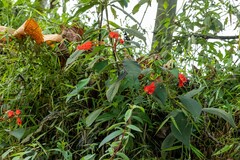 Kohleria trianae