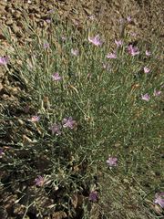 Stephanomeria tenuifolia