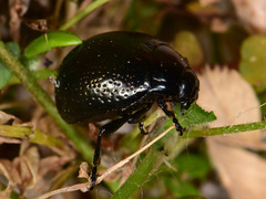Chrysolina vernalis