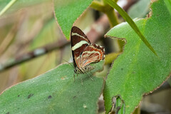 Erateina artabates
