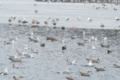 Larus argentatus