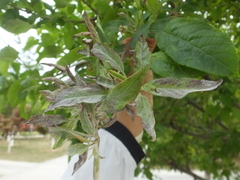 Podosphaera leucotricha