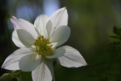 Aquilegia coerulea