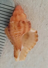 Vokesinotus perrugatus