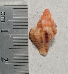 Vokesinotus perrugatus