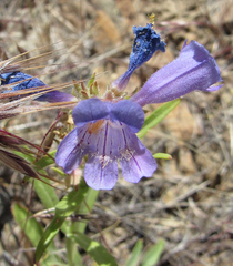 Penstemon eriantherus