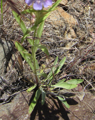 Penstemon eriantherus