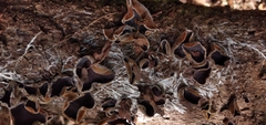 Auricularia nigricans