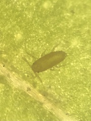 Aphidomorpha