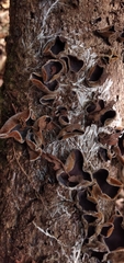Auricularia nigricans