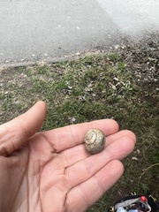 Cepaea