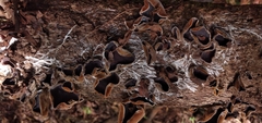 Auricularia nigricans